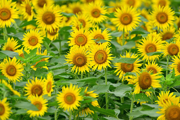 I went to a beautiful sunflower field last weekend