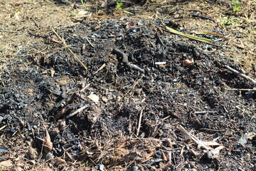 Obraz premium remnants of burning twigs in the garden