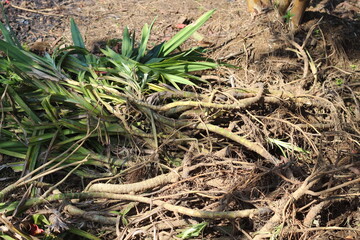 Pandan is pulled from the ground by its roots