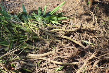 Pandan is pulled from the ground by its roots