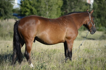 On a hot summer's day, horses are eating grass in a field on the outskirts of a big city.