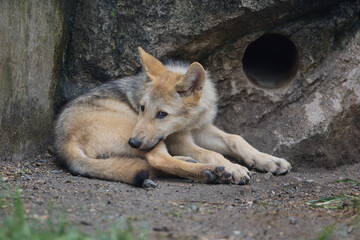 シンリンオオカミ