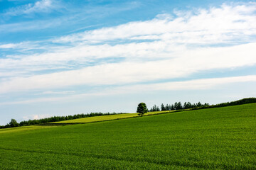 青い空と緑の絨毯