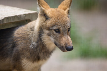 シンリンオオカミ