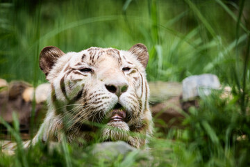 ホワイトタイガー