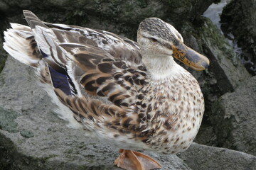 fine young duck on the banks of the elbe river
