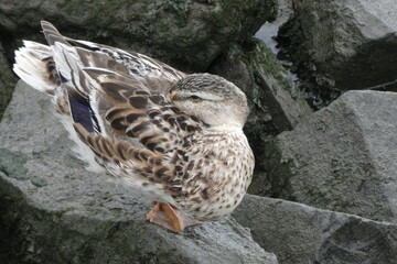 fine young duck on the banks of the elbe river