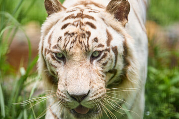 ホワイトタイガー