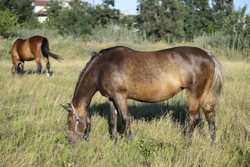 On a hot summer's day, horses are eating grass in a field on the outskirts of a big city.