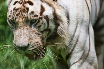 ホワイトタイガー