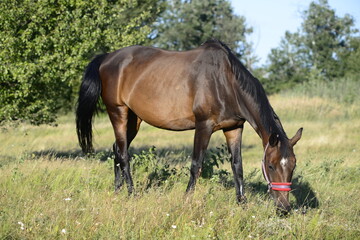 Fototapeta na wymiar On a hot summer's day, horses are eating grass in a field on the outskirts of a big city.