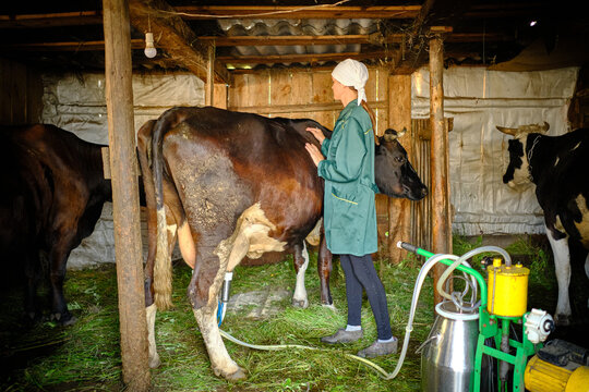 A milkmaid woman and her cow on the farm. The woman smiles and looks into the frame, gently petting the cow.