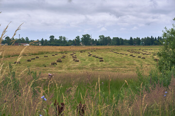 Landscape of a summer field, foreground spiked grass, trees on the horizon, heaping clouds, hay...