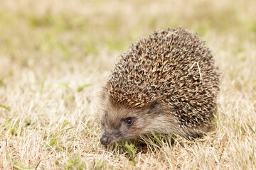 little cute hedgehog in the garden in the green grass..