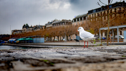 Urban shoot in Geneva