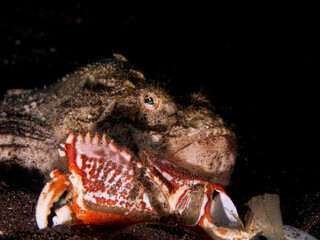 Fish standing still on the seabed at night