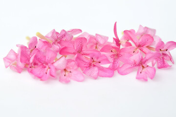 Closeup petal of pink flowers isolated on white background