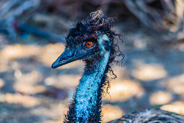 portrait of an black ostrich - Powered by Adobe