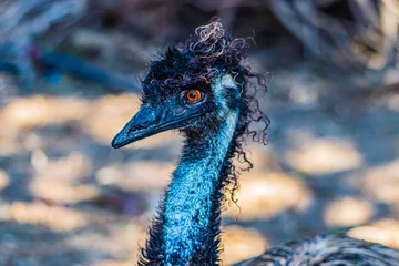 Wandcirkels aluminium portrait of an black ostrich © AlexTow