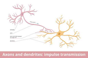 Axons and dendrites: impulse transmission. Nerve cells and messages between them. Visualization of human neurological system communication. Electrochemical stimulation is received from neural cells.