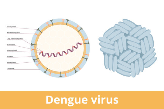 Dengue virus. Dengue virus (DENV) is the cause of dengue fever. It is a mosquito-borne, single positive-stranded RNA virus. Virion includes RNA strand, proteins and envelope.