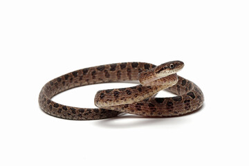 Boiga multo maculata snake closeup on white background, Boiga multo maculata closeup