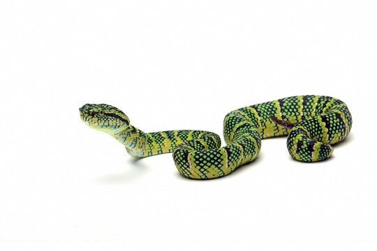 iper snake isolated on white background