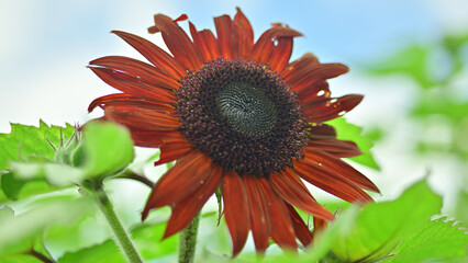 I went to a beautiful sunflower field last weekend