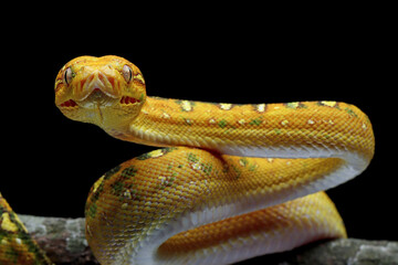 Green tree python juvenile closeup on branch with black background,  Green tree python ''Morelia viridis'' 