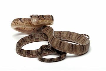Boiga cynodon snake isolated on white background, Boiga cynodon closeup, Boiga cynodon isolater