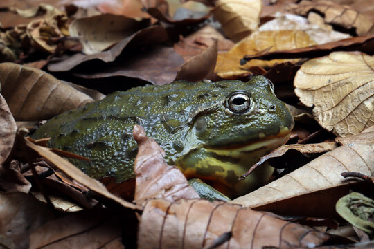 African bullfrog closeup, african bullfrog hiding on dry leaves