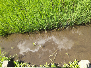 田圃に映る雲 clouds reflected in rice fields,