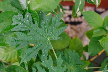 Close-up Of Raindrops On Leaves