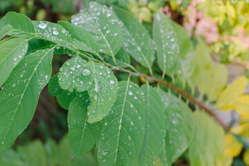 Close-up Of Raindrops On Leaves
