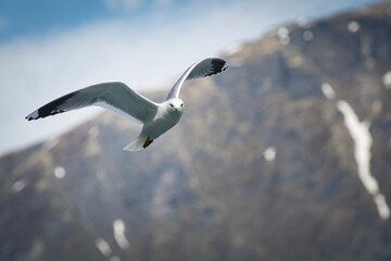 Oiseau