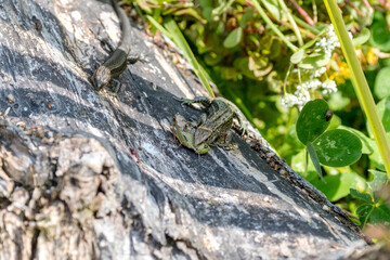 Waldeidechsen Beutefang