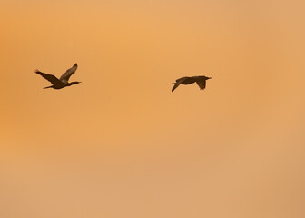 Two Cormorant on a flight