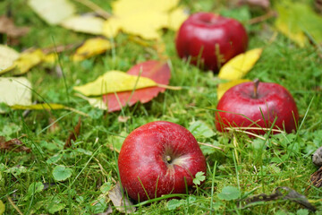 Red apples on grass and yellow leaves in autumn