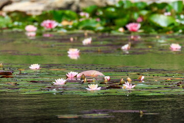北海道安平町、池に咲く鹿公園のスイレン【6月】