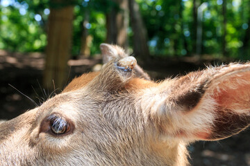 北海道安平町、角が生えてきた雄のエゾシカ【6月】