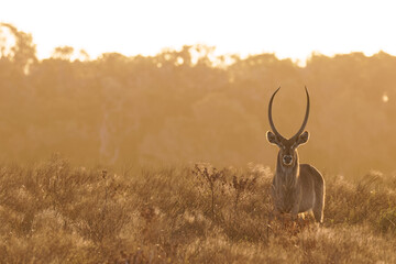 Male waterbuck (Kobus ellipsiprymnus) alert at dusk, iSimangaliso Wetland Park, South Africa.