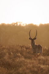 Obraz premium Male waterbuck (Kobus ellipsiprymnus) alert at dusk, iSimangaliso Wetland Park, South Africa.