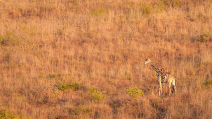 Naklejka na ściany i meble A giraffe ( Giraffa Camelopardalis) in morning light, Hluhluwe – imfolozi Game Reserve, South Africa.