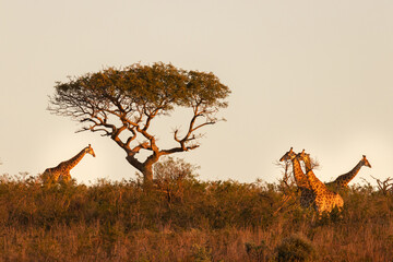 A tower of giraffe ( Giraffa Camelopardalis) in morning light, Hluhluwe – imfolozi Game Reserve,...