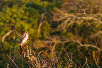 Juvenile tawny eagle (Aquila rapax) in morning light, Hluhluwe – imfolozi Game Reserve, South Africa.