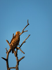 Tawny eagle (Aquila rapax) in morning light, Hluhluwe – imfolozi Game Reserve, South Africa.