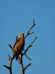 Tawny eagle (Aquila rapax) in morning light, Hluhluwe – imfolozi Game Reserve, South Africa.