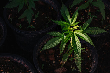 Green sprout of first spring early hemp sprouted from ground with small leaves of marijuana medicinal. Concept breeding of cannabis