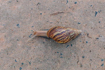 Snail closeup. A snail is walking slowly along the path.