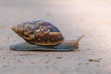 Snail closeup. A snail is walking slowly along the path.